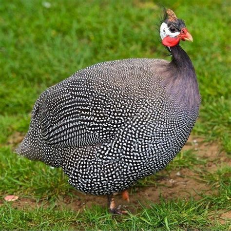 You might be thinking, Well, duh But I mean they are not even remotely the same. . Guinea fowl for sale craigslist